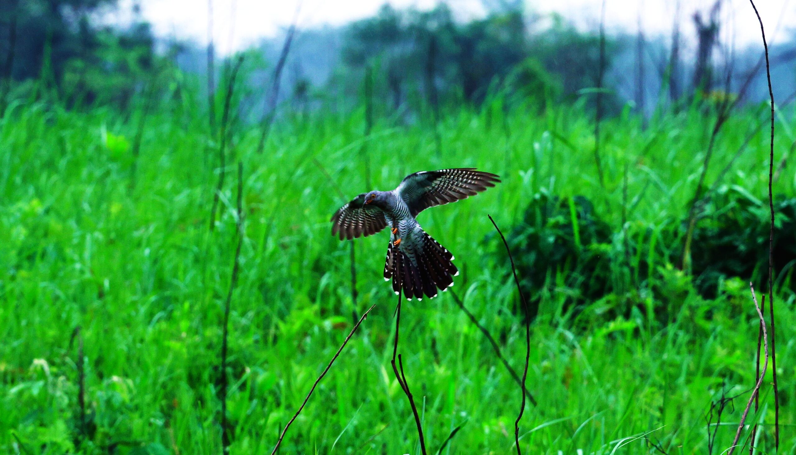 Home Cuckoo Manas Scaled
