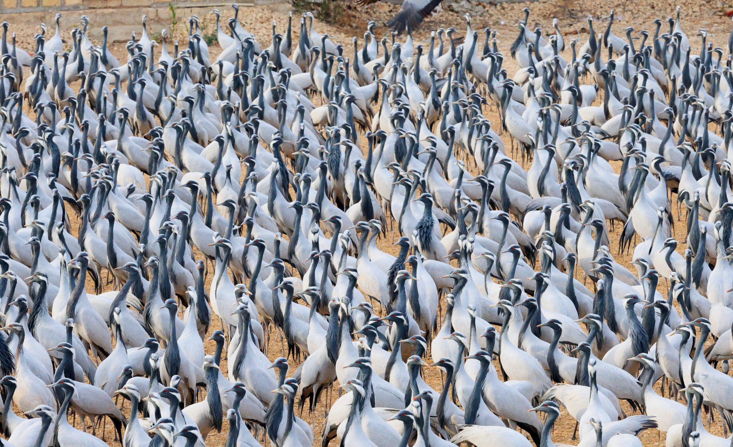 Demoiselle Crane 5 Scaled