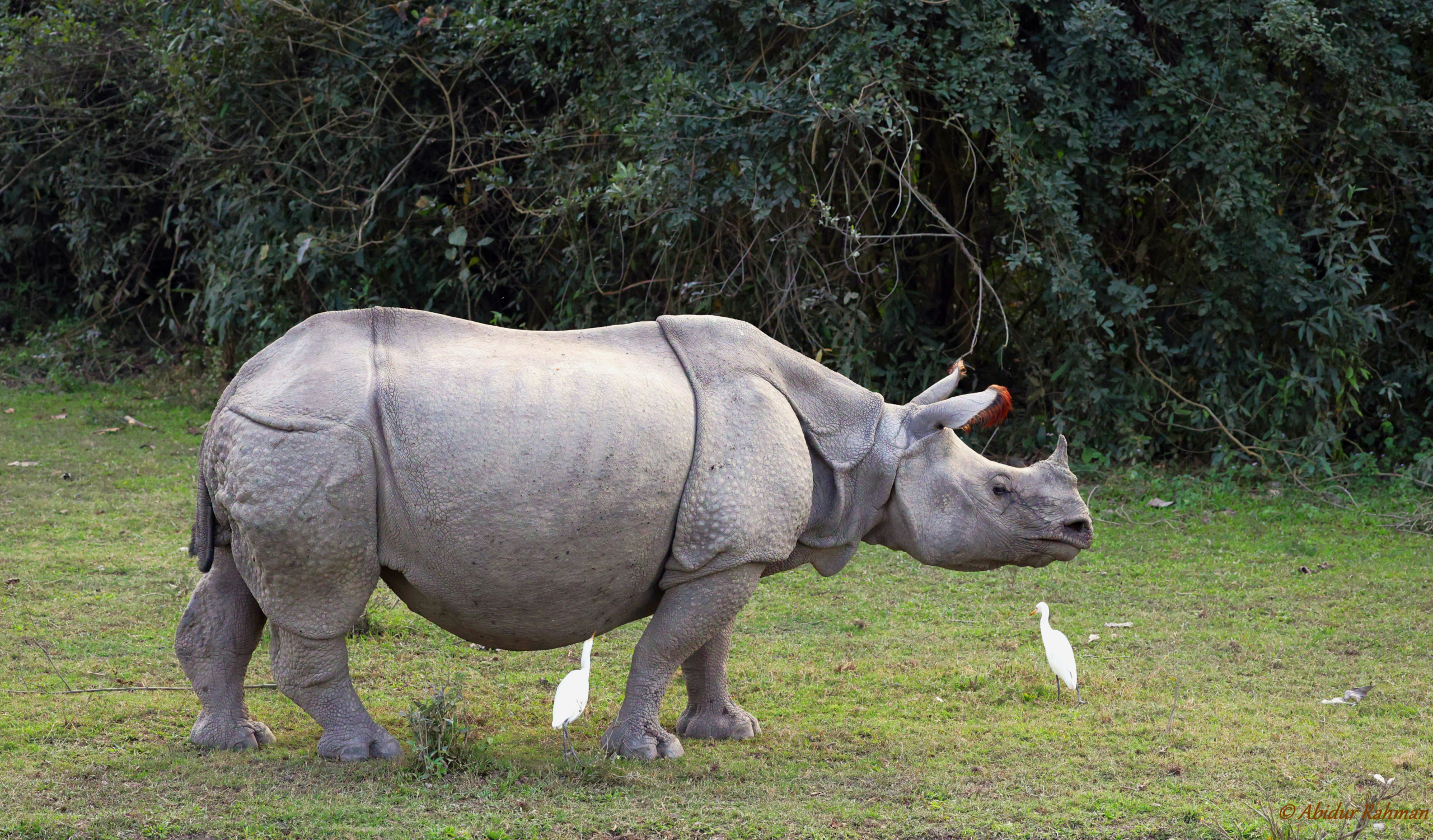 Rhinoceros Abidur Rahman 2 Scaled