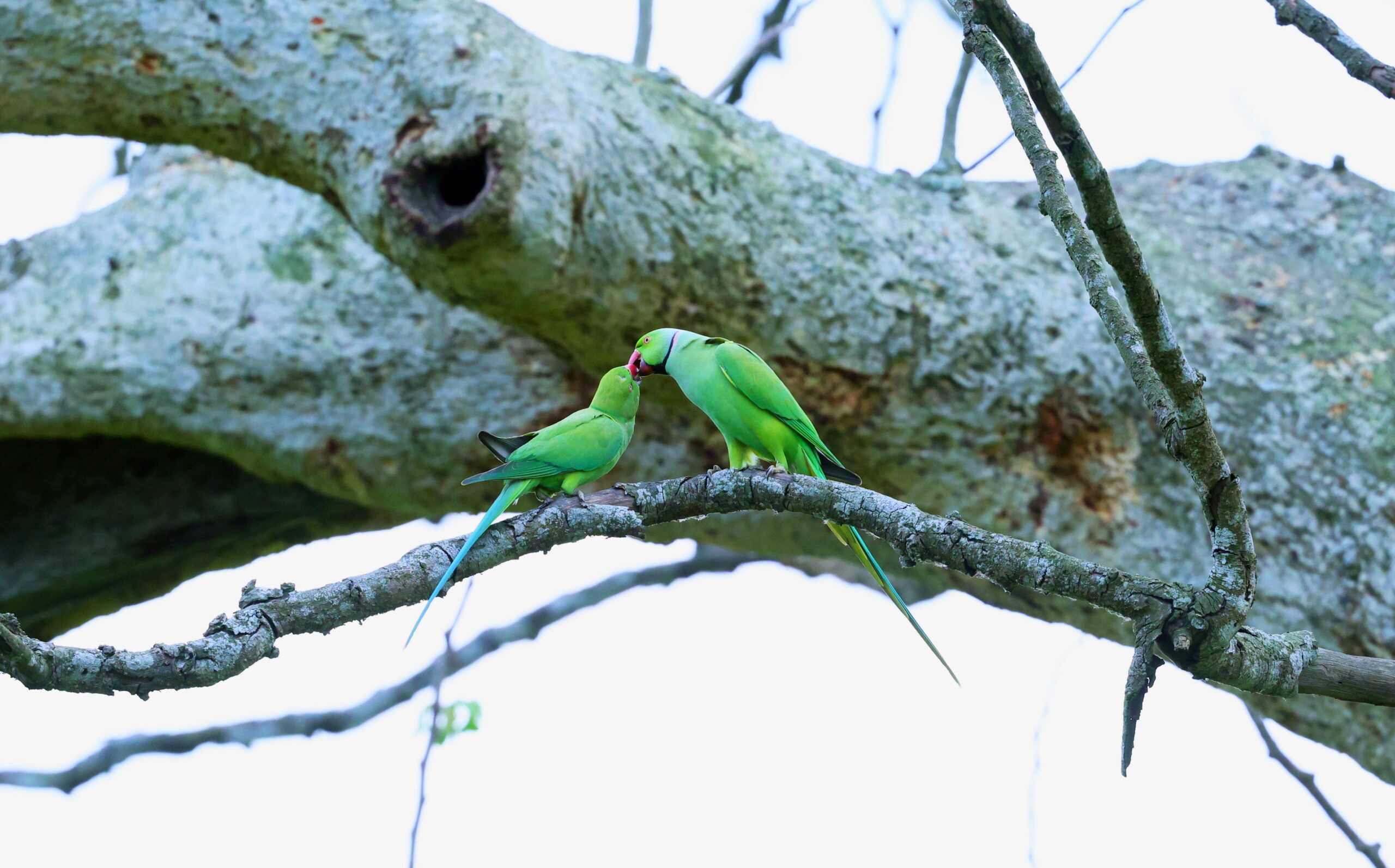 Ros Ringed Parakeet Scaled
