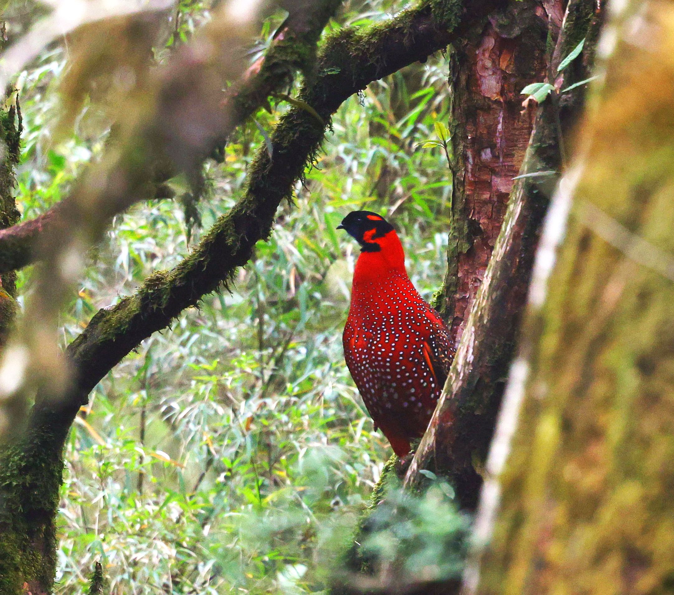 Satyr Tragopan @singlila